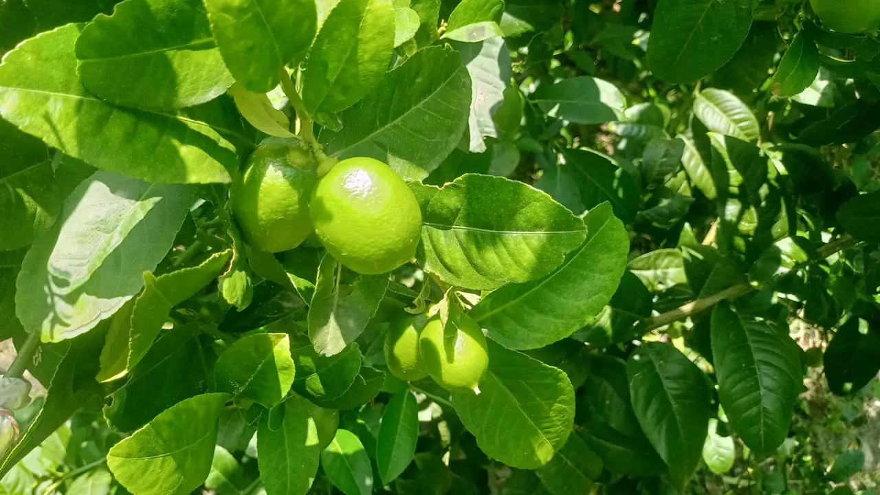 দক্ষিণাঞ্চলে সারা বছর উৎপাদন হবে লেবু