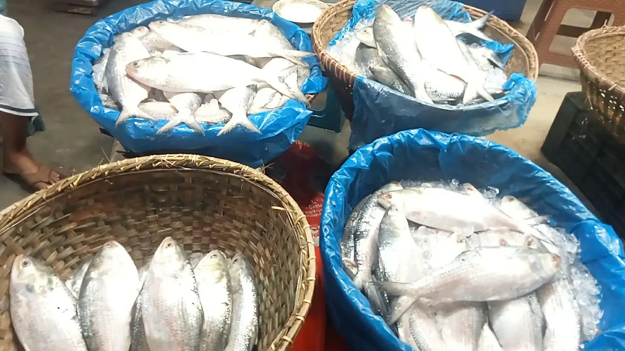 চাঁদপুরে ইলিশের সরবরাহ বাড়লেও দাম নাগালের বাইরে