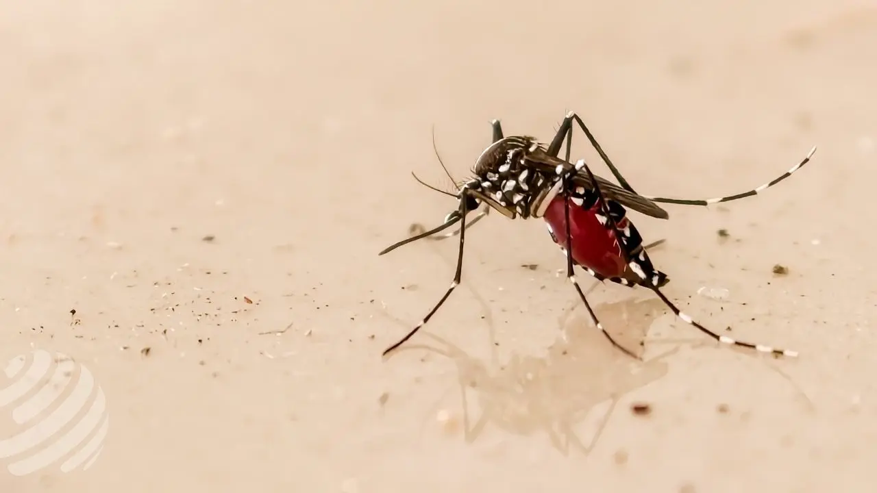 ডেঙ্গুতে আরও ২ জনের মৃত্যু, হাসপাতালে ভর্তি ৭২৩