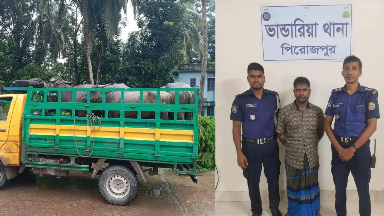 পিরোজপুরে চোরাই মহিষসহ আন্তঃজেলা ডাকাত সর্দার গ্রেপ্তার