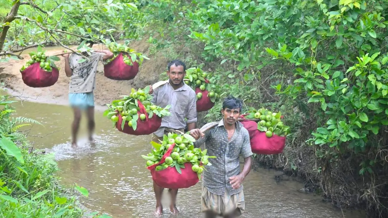 চন্দনাইশের বিখ্যাত কাঞ্চনপেয়ারা রপ্তানি হচ্ছে মধ্যপ্রাচ্যে
