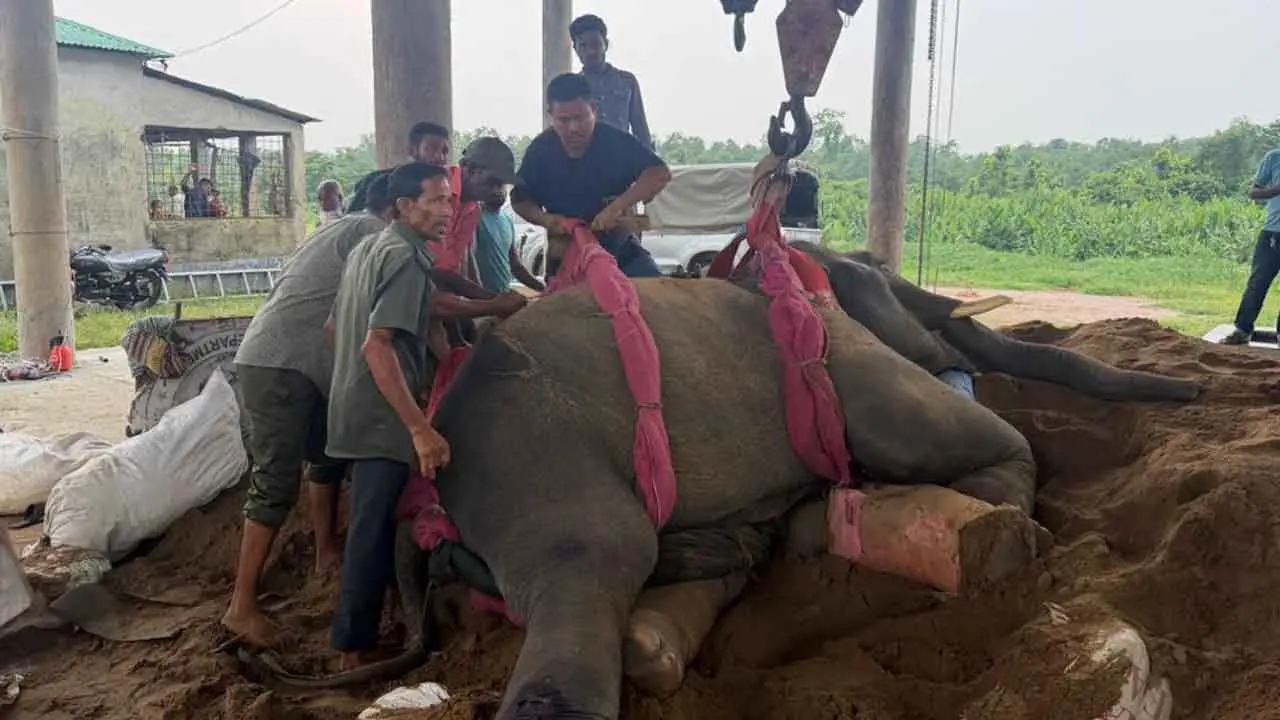 গাজীপুর সাফারি পার্কে রাজু বাহাদুরসহ দুই হাতির মৃত্যু