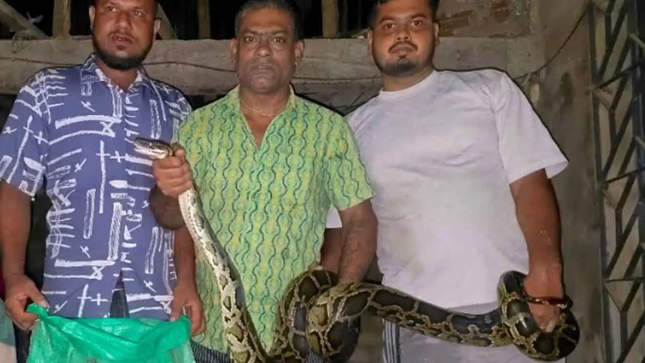 শ্রীমঙ্গলে ঘরের সিলিং থেকে ১২ ফুট লম্বা অজগর উদ্ধার