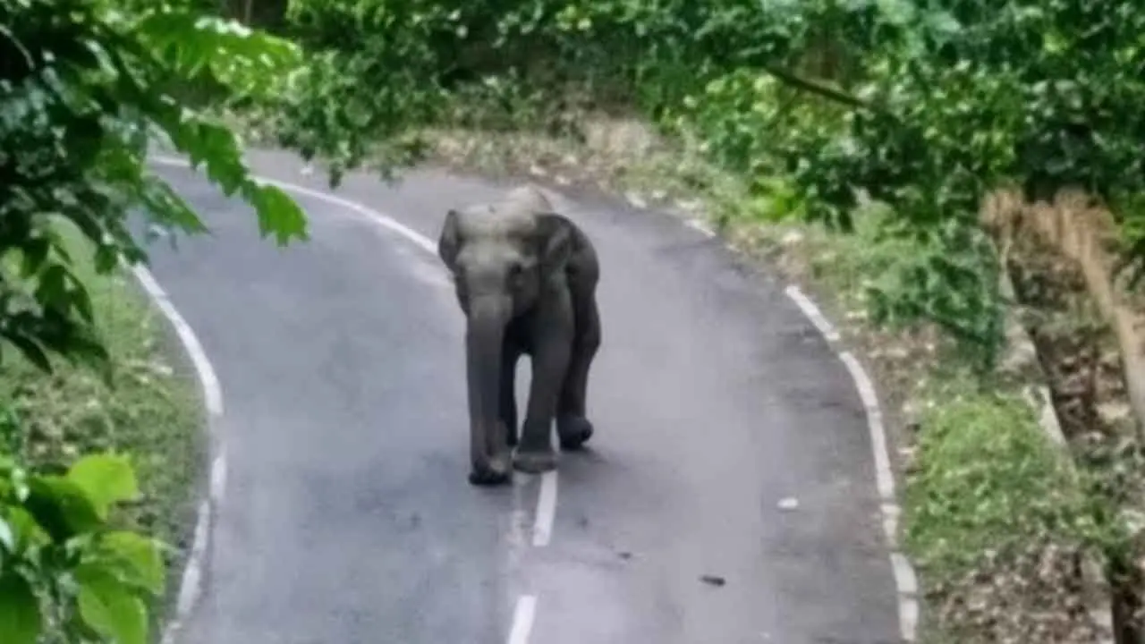 কাপ্তাই-রাঙামাটি সড়কে বন্যহাতি, তৎপর বন বিভাগ