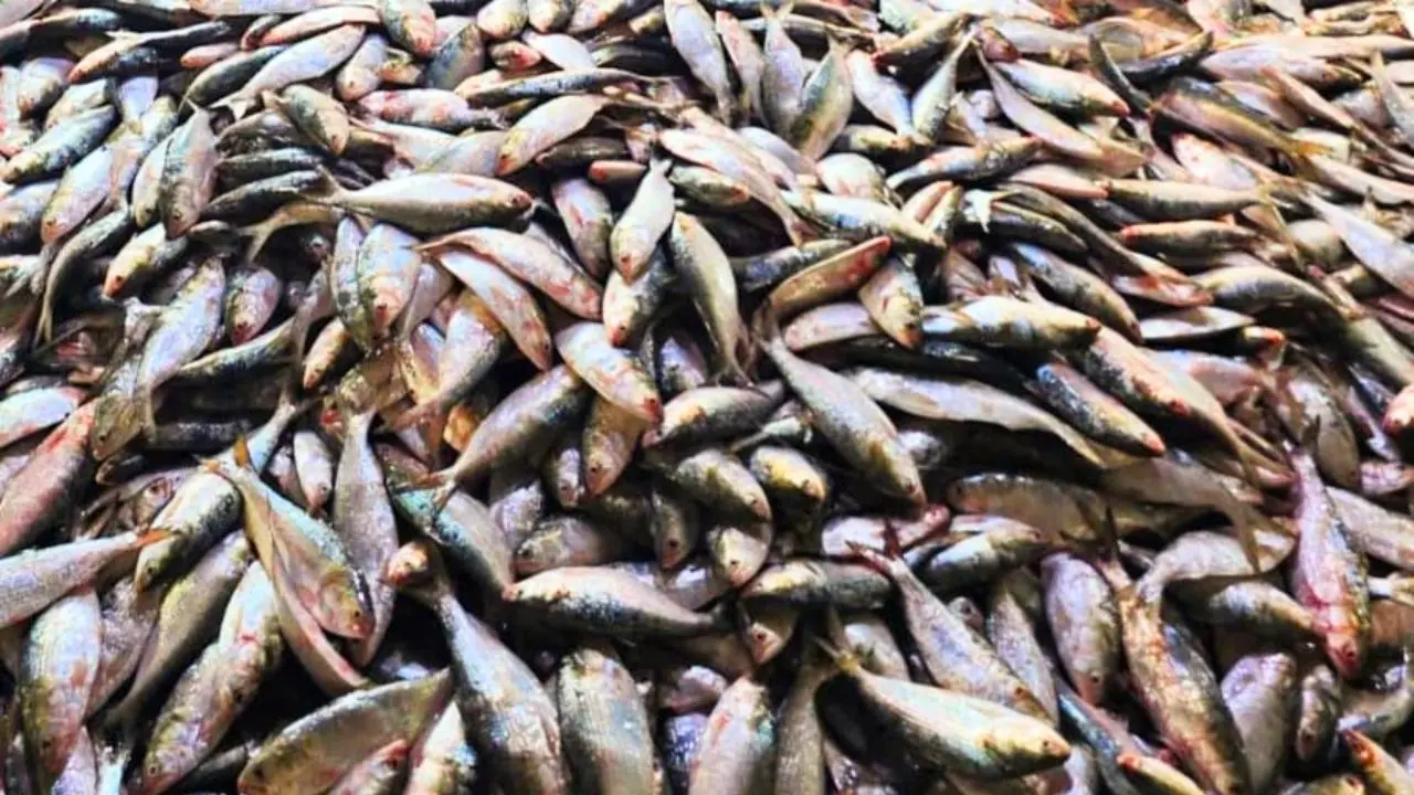 এক ট্রলারে ৮০ মণ ইলিশ, বিক্রি হলো ২০ লাখ টাকায়