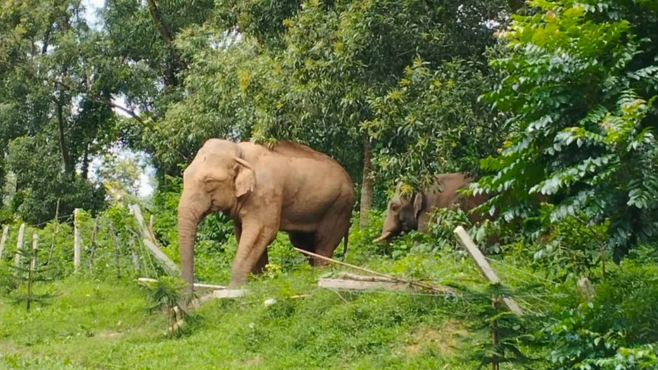 বন উজাড়, করিডর দখল ও অপরিকল্পিত স্থাপনায় বাড়ছে মানুষ-হাতির সংঘাত