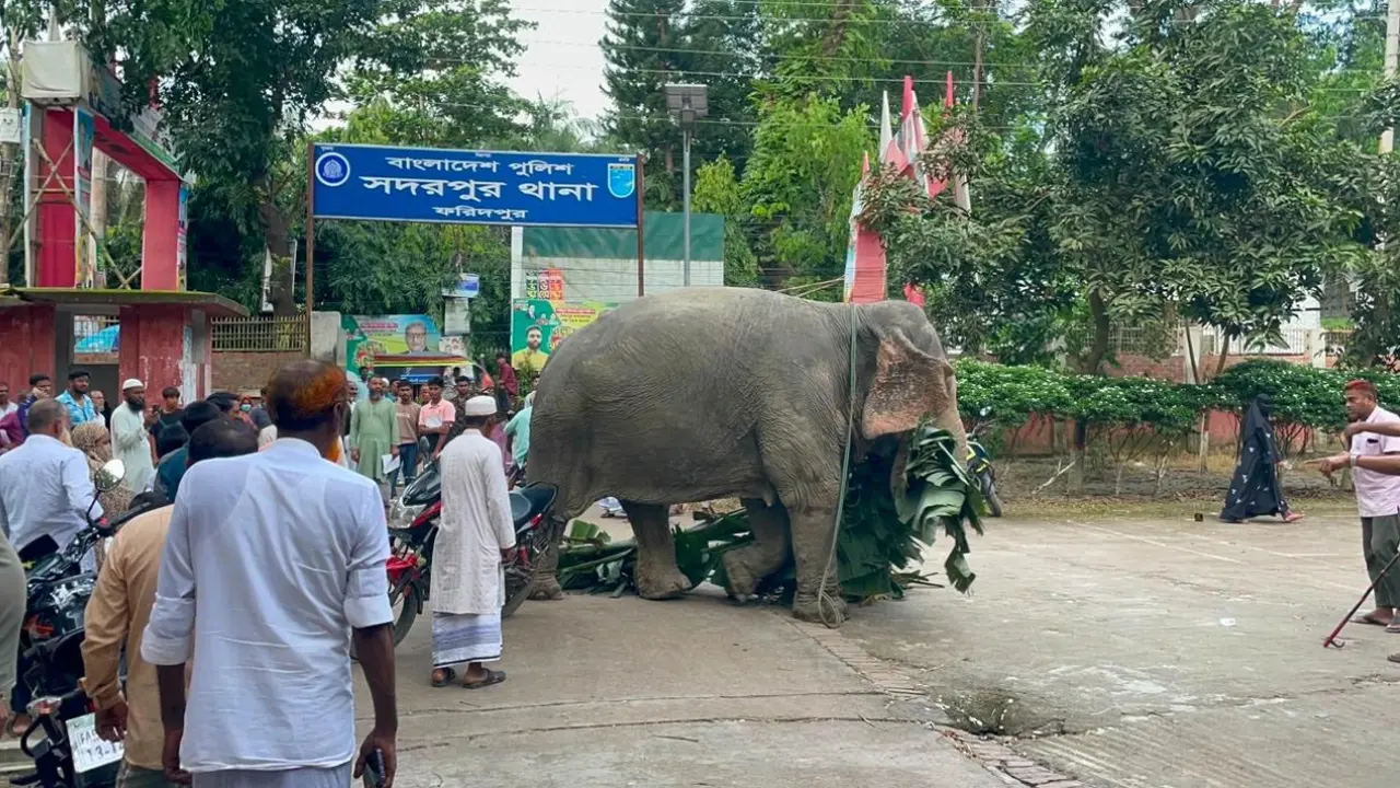 আদালতের নির্দেশে মালিকের কাছে ফিরছে ‘থানা হেফাজতে থাকা অপরাধী হাতি’
