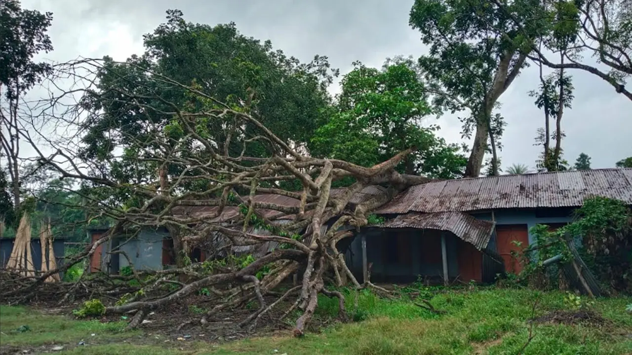 ৩ মাসেও সরেনি ঝড়ে বিদ্যালয় ঘরের ওপর ভেঙে পড়া গাছের ডাল