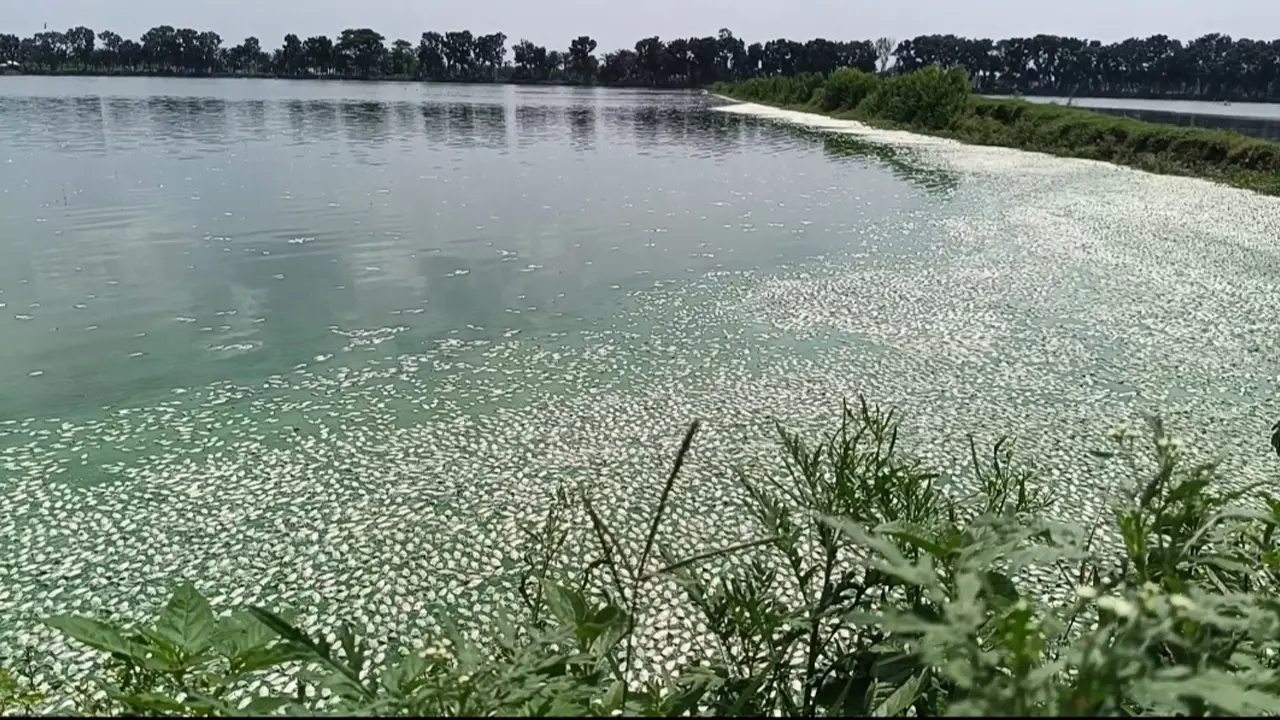 বেনাপোলে বিদ্যুৎ বিভ্রাটে মাছের মড়ক, ১৫ কোটি টাকা ক্ষতি