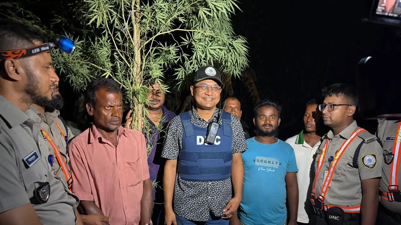 বগুড়ায় বাড়ির আঙিনায় ১২ ফুট লম্বা গাঁজা গাছ, গ্রেপ্তার ১