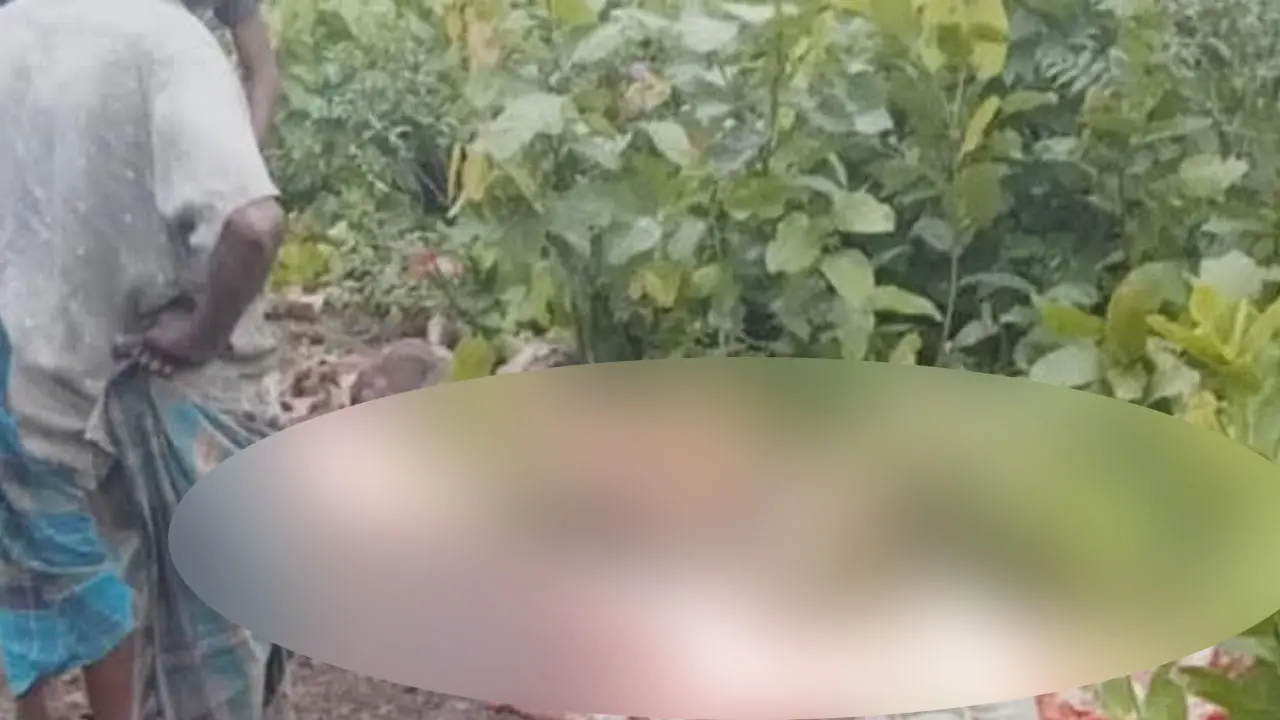 গাজীপুরের জঙ্গলে পড়ে আছে ১২ ঘোড়ার মাথা-চামড়া