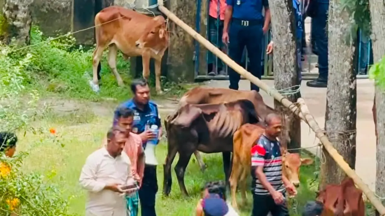 আদালতের নির্দেশে ২৮টি চোরাই গরু নিলামে বিক্রি