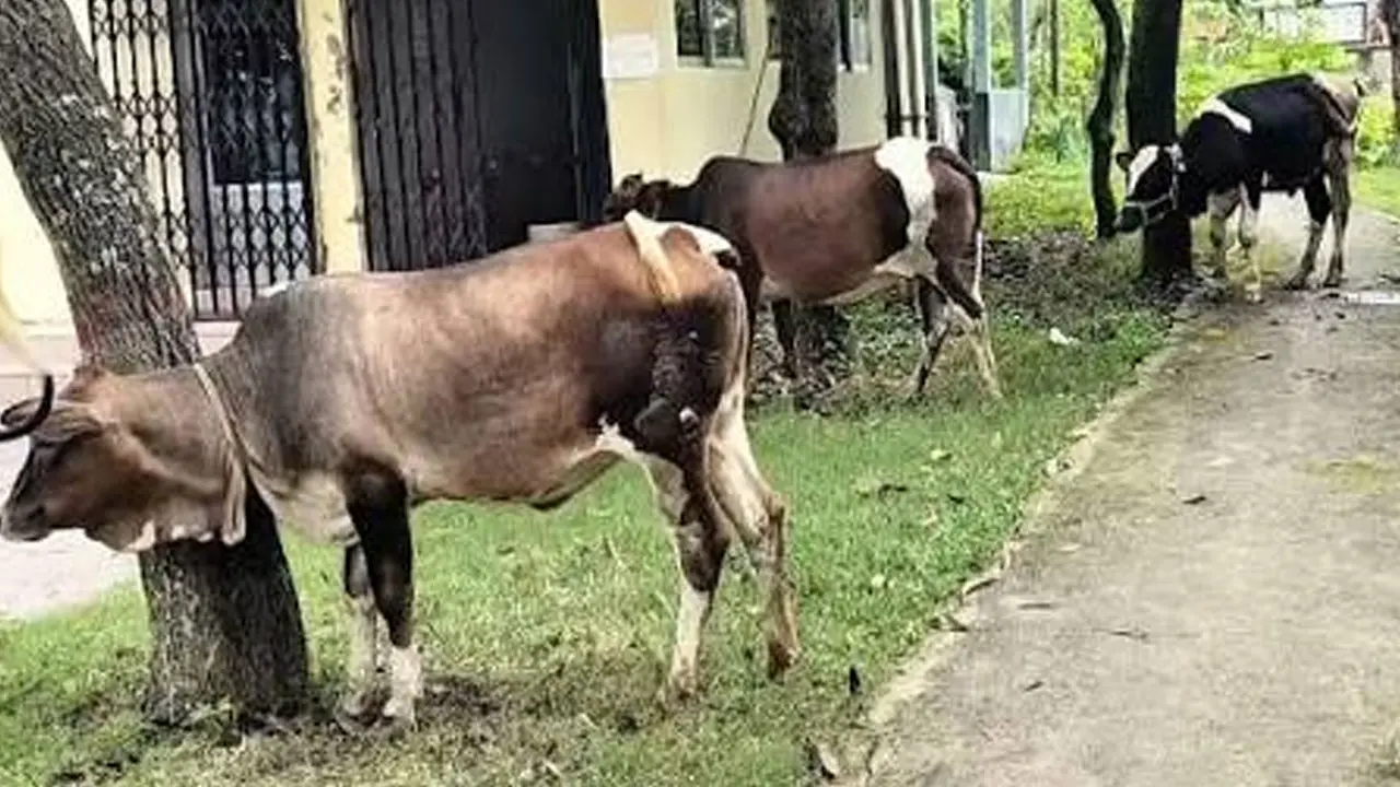কালিয়াকৈরে ডাকাতি হওয়া ৫ গরু উদ্ধার, দুই নারীসহ আটক ৩