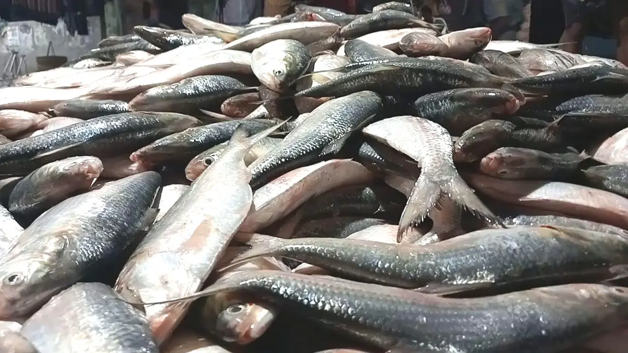 কুয়াকাটায় এক ট্রলারে ৪৬ মণ ইলিশ, বিক্রি সাড়ে ৪৮ লাখ টাকা