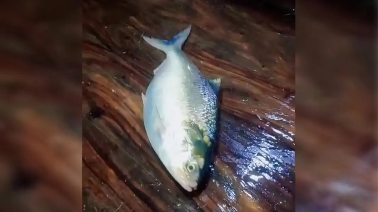 এক ইলিশ সাড়ে ১০ হাজার টাকা