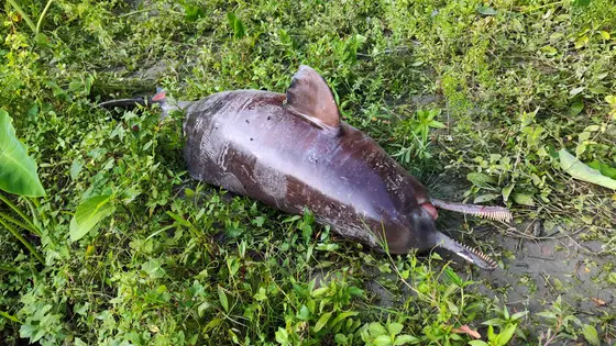 বিষখালী নদীতে ভেসে উঠল মৃত ডলফিন