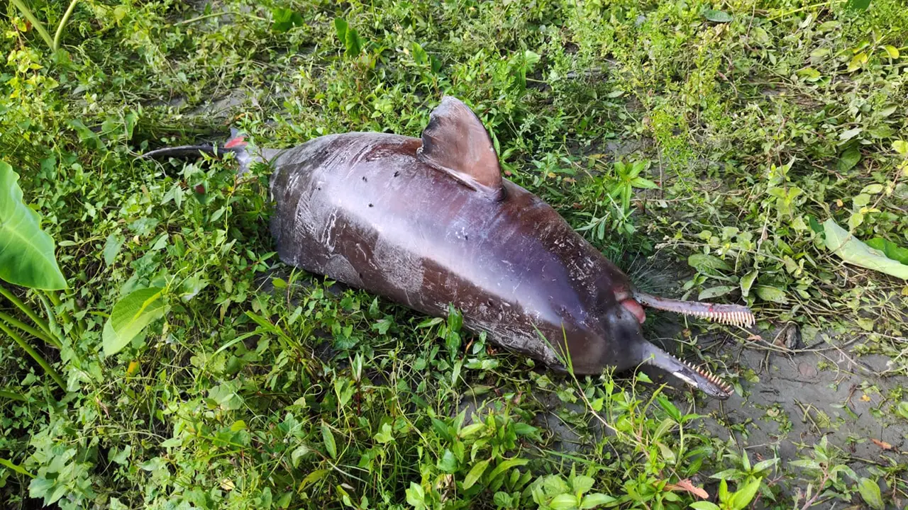 বিষখালী নদীতে ভেসে উঠল মৃত ডলফিন