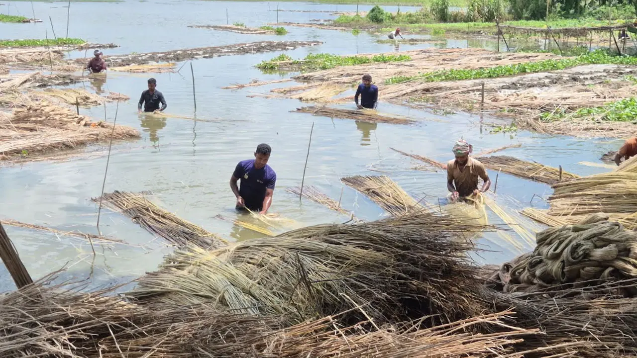 পাটের সোনালি স্বপ্নে কালো মেঘ, লোকসানের শঙ্কায় রাজবাড়ীর কৃষক