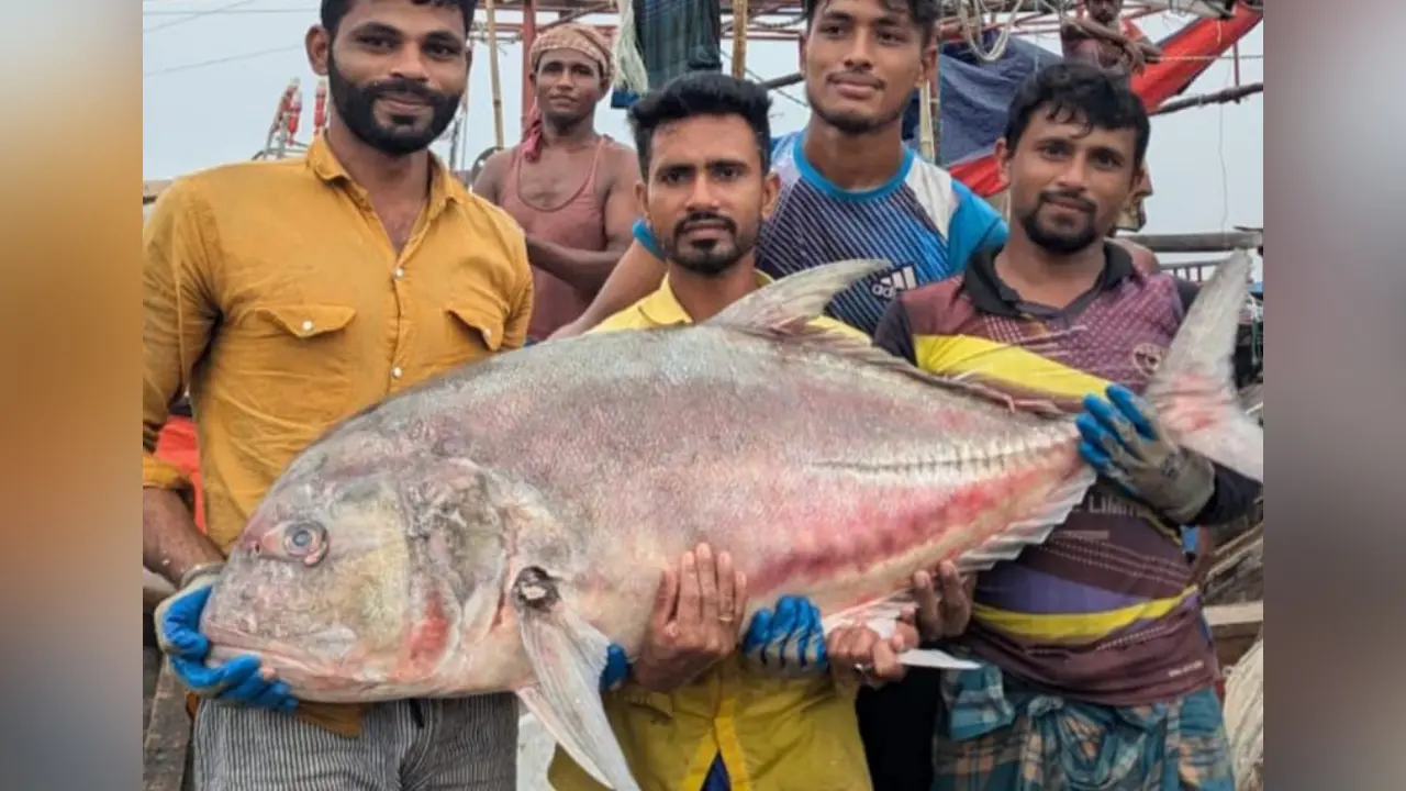 জেলের জালে ধরা পড়ল ৫৪ কেজির তবল মাছ