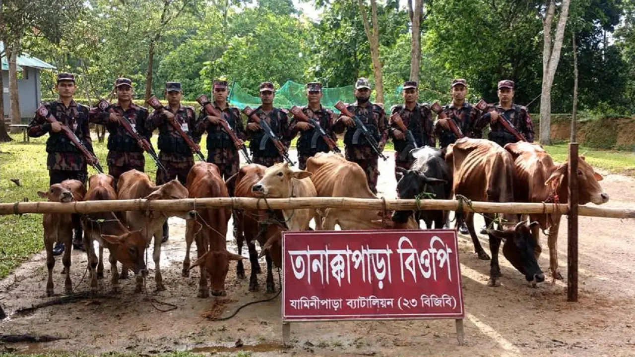 মাটিরাঙ্গা সীমান্তে ভারতীয় ১০ গরু জব্দ