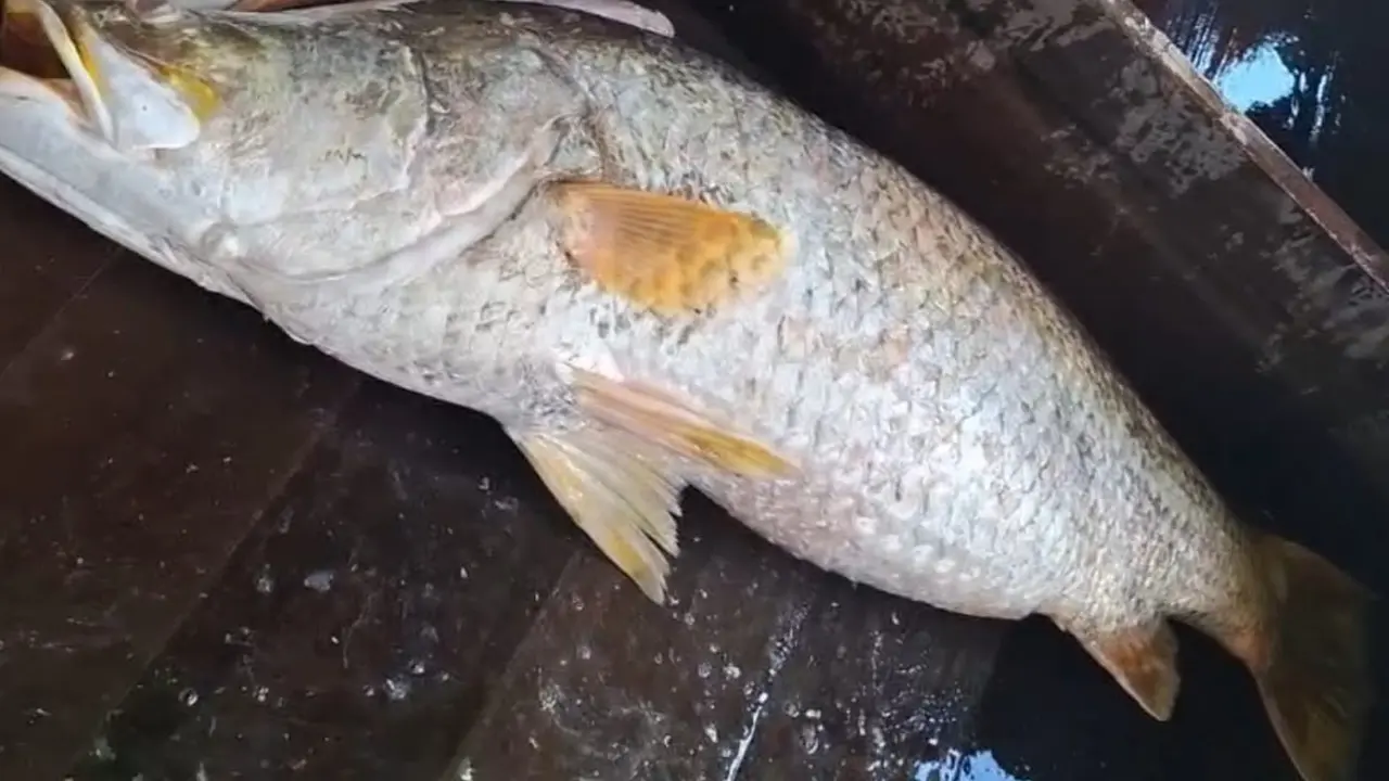 এক কোরাল বিক্রি হলো ২৪ হাজারে