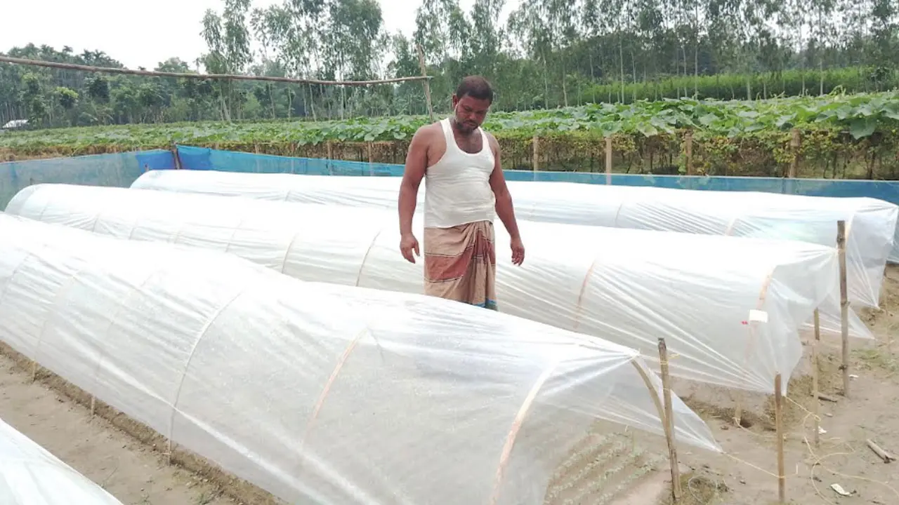 রোদ-বৃষ্টি উপেক্ষা করে আগাম ফুলকপি চাষে ব্যস্ত কুড়িগ্রামের কৃষক