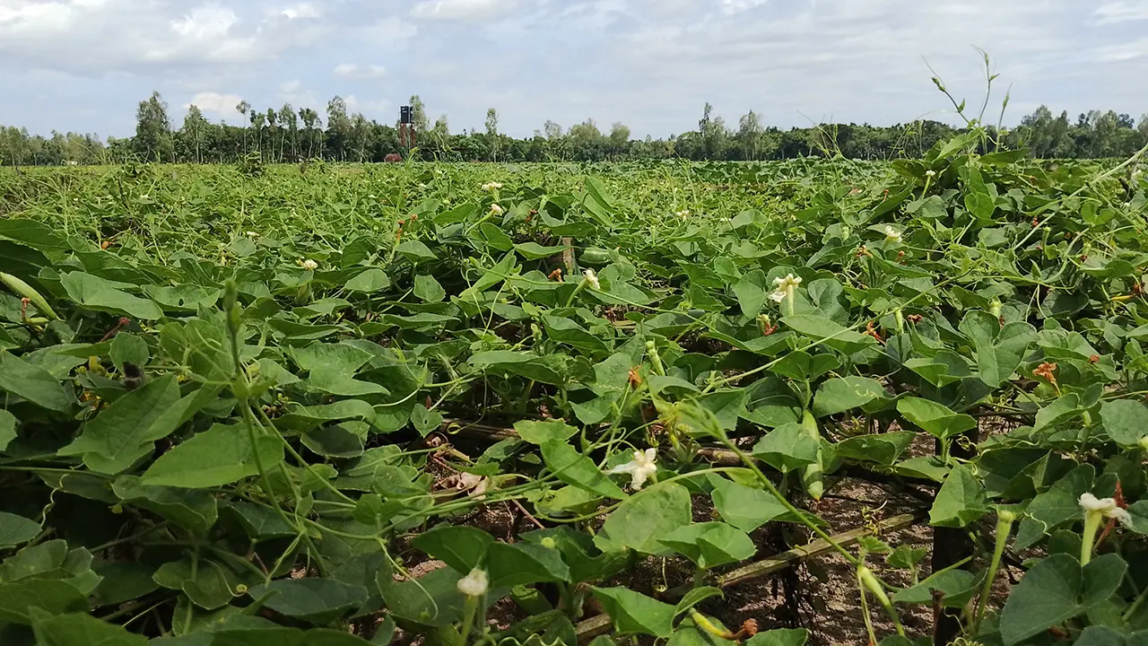 কুড়িগ্রামে সবজির ফলন ভালো, দামেও খুশি চাষিরা