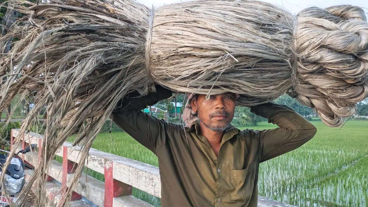 কৃষকের সোনালি আঁশের স্বপ্ন যেন পরিণত হচ্ছে দুঃস্বপ্নে