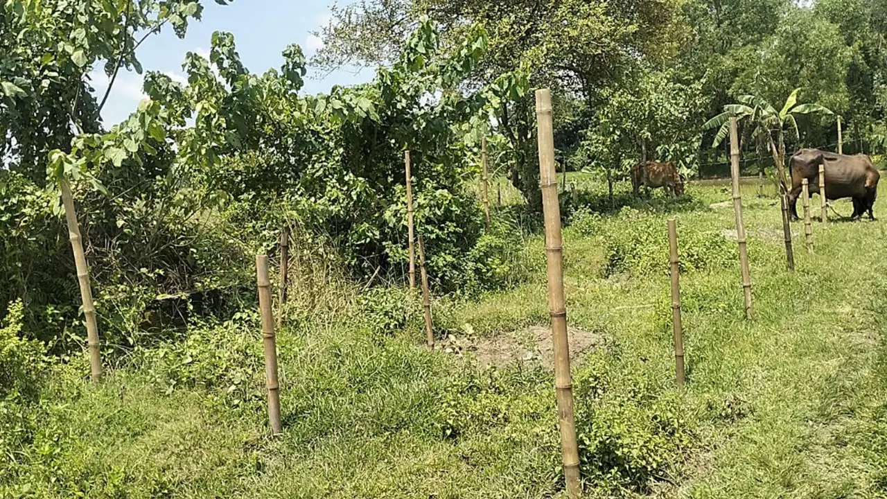 ভবন-শ্রেণিকক্ষহীন মাদরাসার ২২ পরীক্ষার্থী, দাখিলে পাস করেনি কেউ