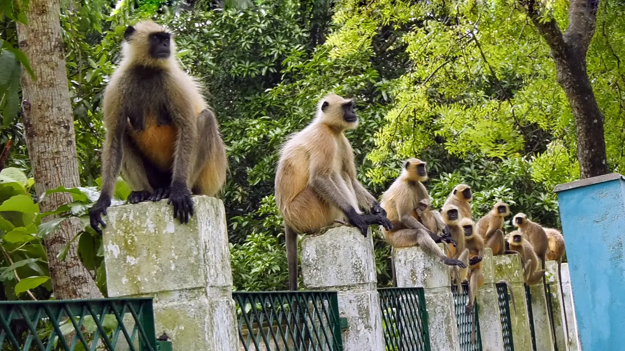 মেহেরপুরে খাদ্য সংকটে লোকালয়ে হনুমানের দল