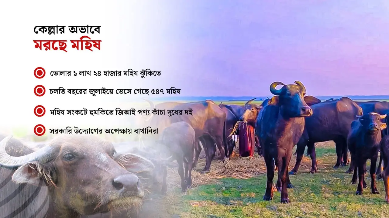 জলোচ্ছ্বাসে ভেসে যায় ভোলার ‘কালো সোনা’, ২০০ বছরেও হয়নি টেকসই মহিষ কেল্লা