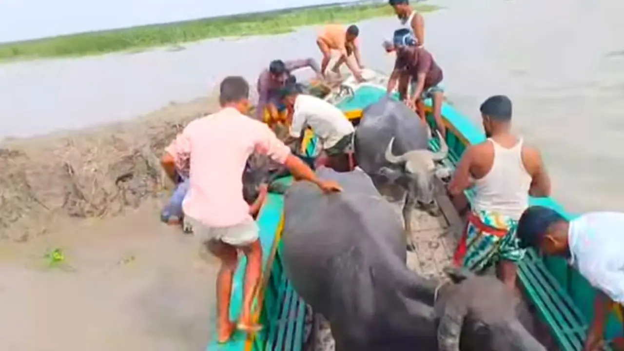চরাঞ্চলের ঘাস খেয়ে কৃষকের ৩ মহিষের মৃত্যু, অসুস্থ আরও ৩০