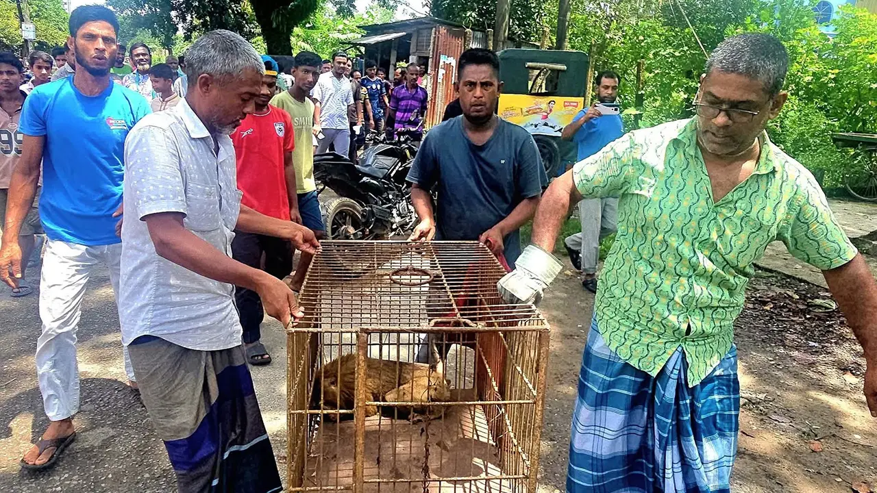 বৈদ্যুতিক শকে আহত উল্টোলেজি বানর উদ্ধার