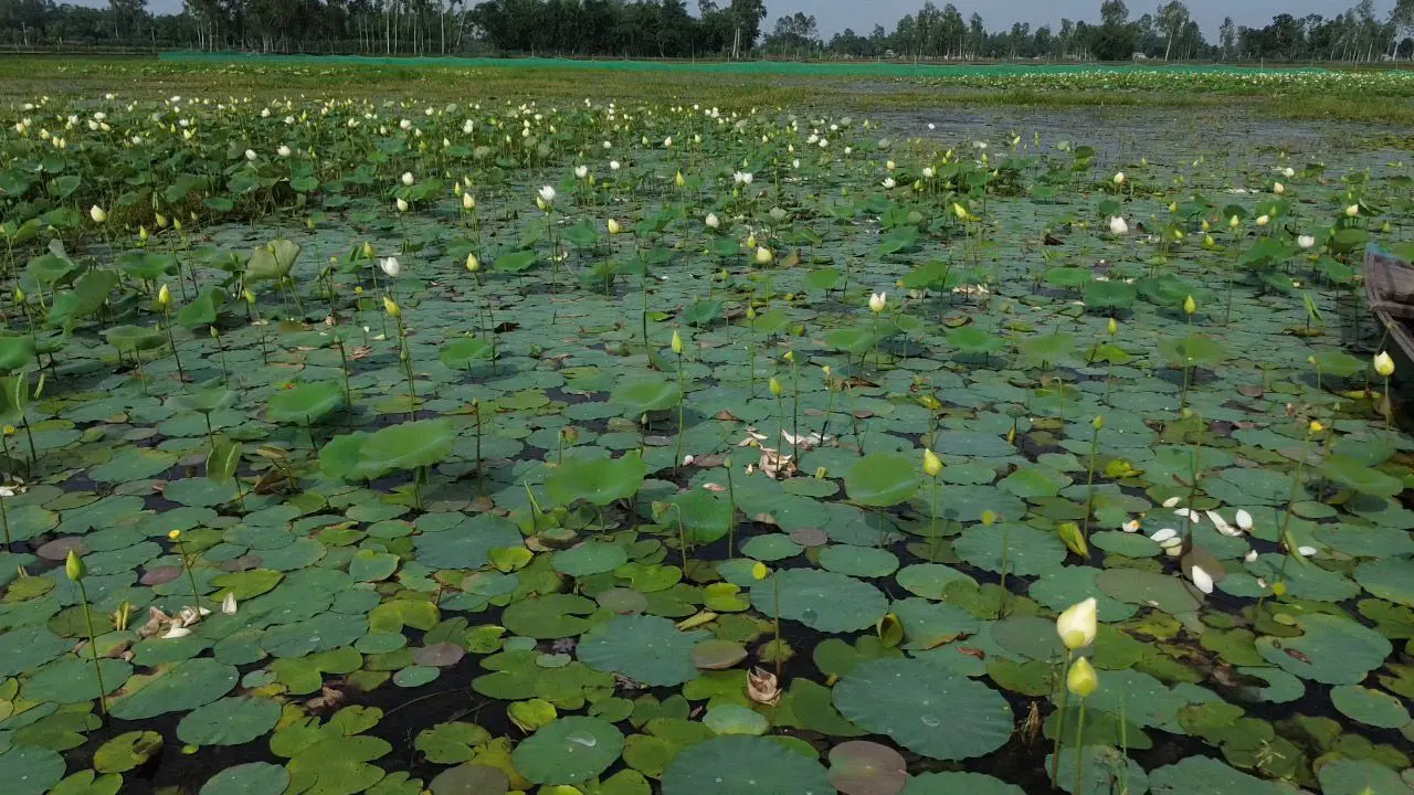 ৩৫০ বিঘার বাফলার বিলে শাপলা ও পদ্মের মেলা