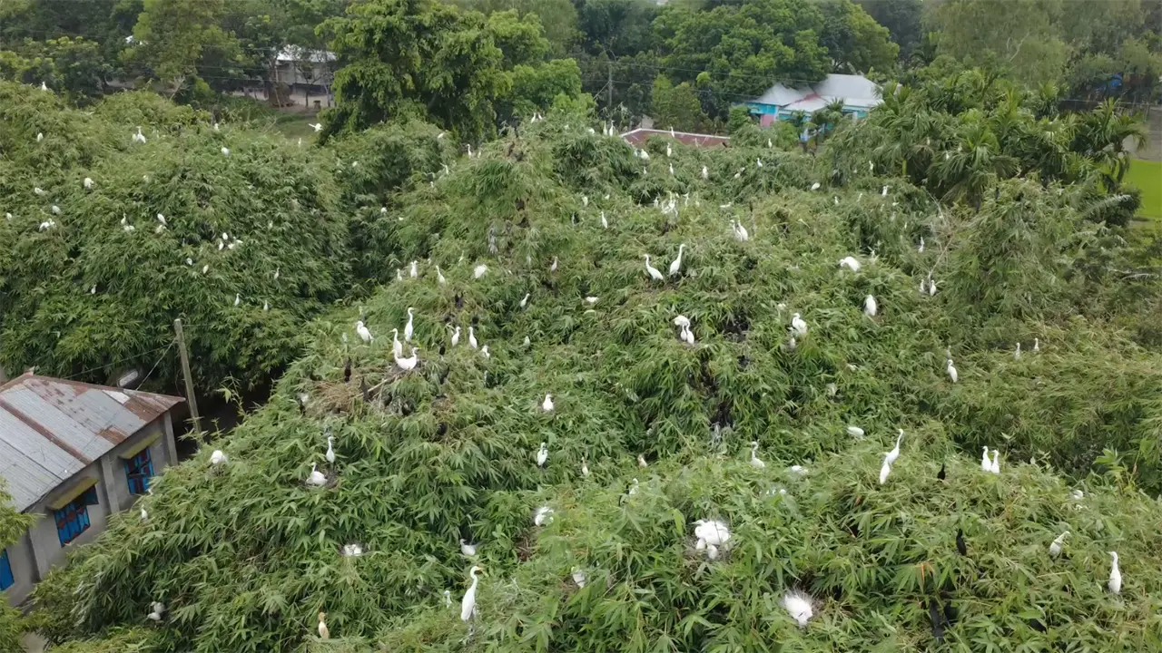 ২০০ বছর ধরে পাখিদের অভয়াশ্রম ‘পাখির গ্রাম’