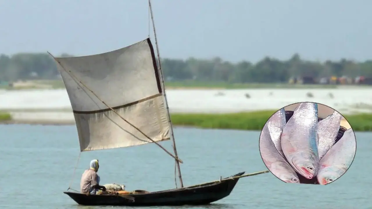 ফারাক্কা বাঁধ-জলবায়ুর প্রভাবে পদ্মায় বিলুপ্তির পথে রাজশাহীর ইলিশ