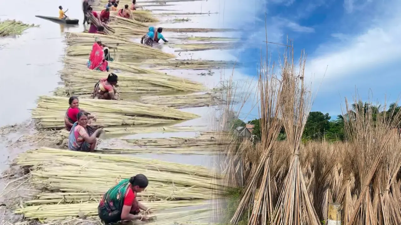 আঁশ ছাড়িয়ে মজুরি পাটকাঠি, কমছে কৃষকের শ্রমিক খরচ