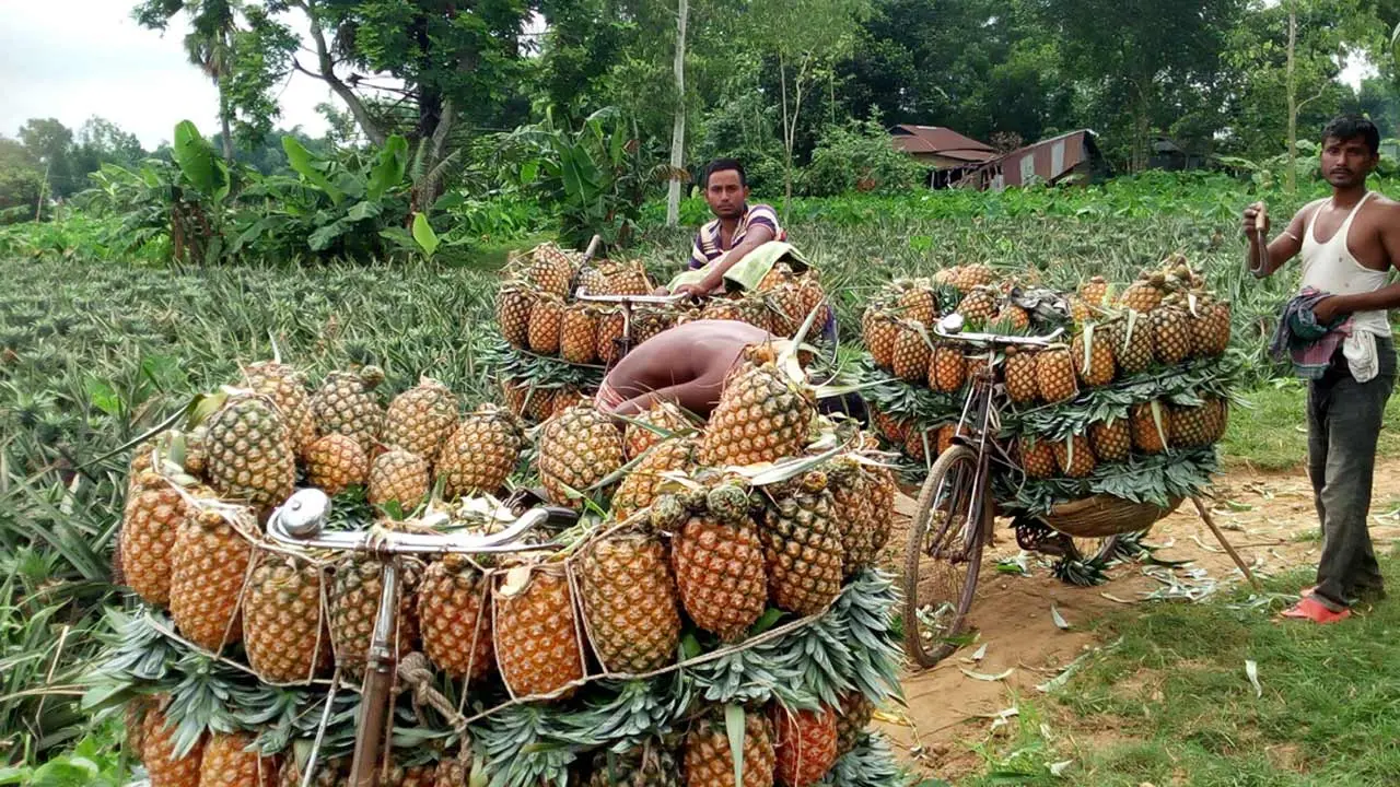 পাকিস্তানে বাংলাদেশের আনারস রপ্তানির সুযোগ