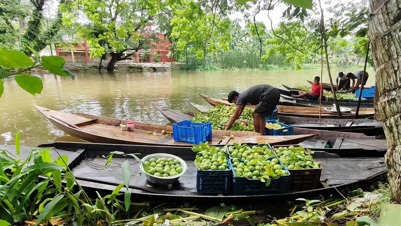 প্রকৃতি ও অর্থনীতির মিলনমেলা, ভাসমান পেয়ারা বাগানে প্রাণের স্পন্দন