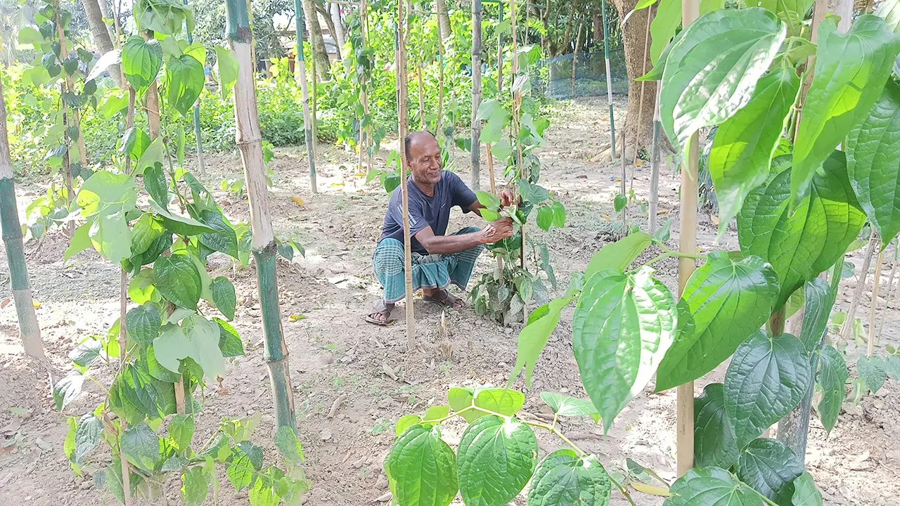 সহজ চাষাবাদ ও ভালো দাম পাওয়ায় চুইঝাল চাষে আগ্রহ বাড়ছে চাষিদের