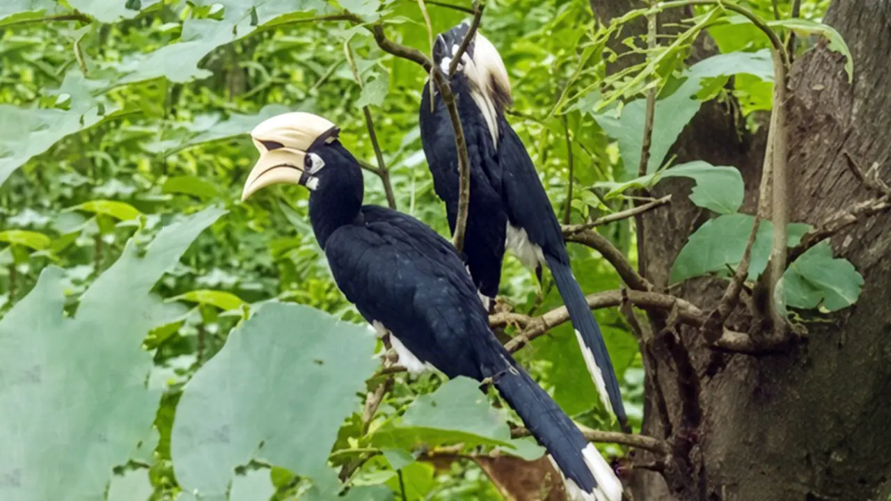 কাপ্তাই জাতীয় উদ্যানে দেখা মিলল বিরল সাদা-কালো ধনেশ পাখির