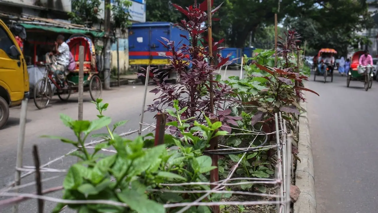শহরের রাস্তায় গ্রামীণ দৃশ্য