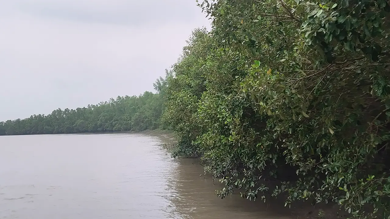 নিষেধাজ্ঞা অমান্য করে সুন্দরবনে মাছ ধরতে গিয়ে ৪ জেলে আটক
