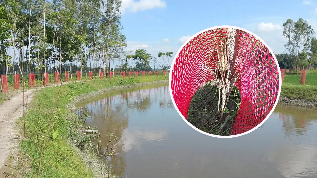 ৩৯ লাখে খাল খনন ও বৃক্ষরোপণ, মাস না যেতেই মরল ৩ শতাধিক গাছ