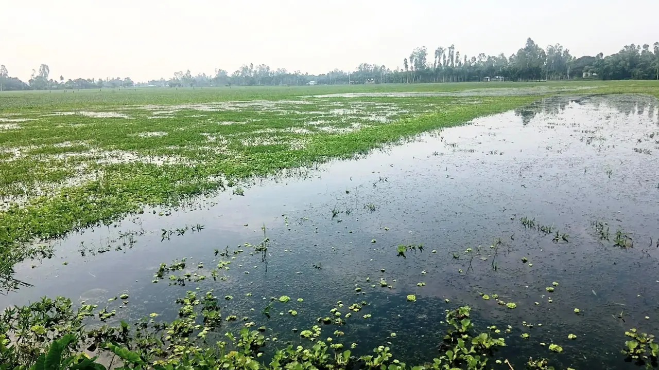 গাইবান্ধায় জলাবদ্ধতায় আমন চাষে দুশ্চিন্তায় ৫ শতাধিক কৃষক