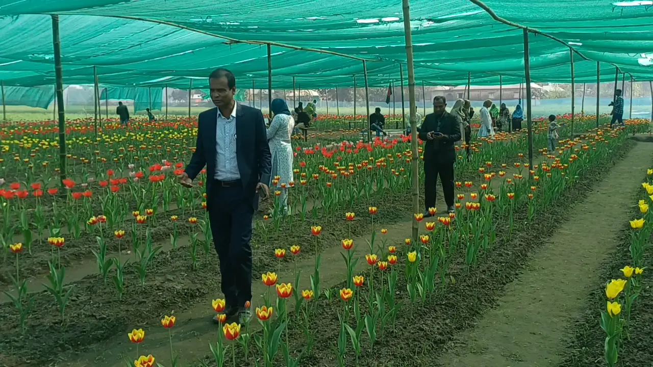 তেঁতুলিয়ায় ফুটেছে ভিনদেশি রাজসিক টিউলিপ