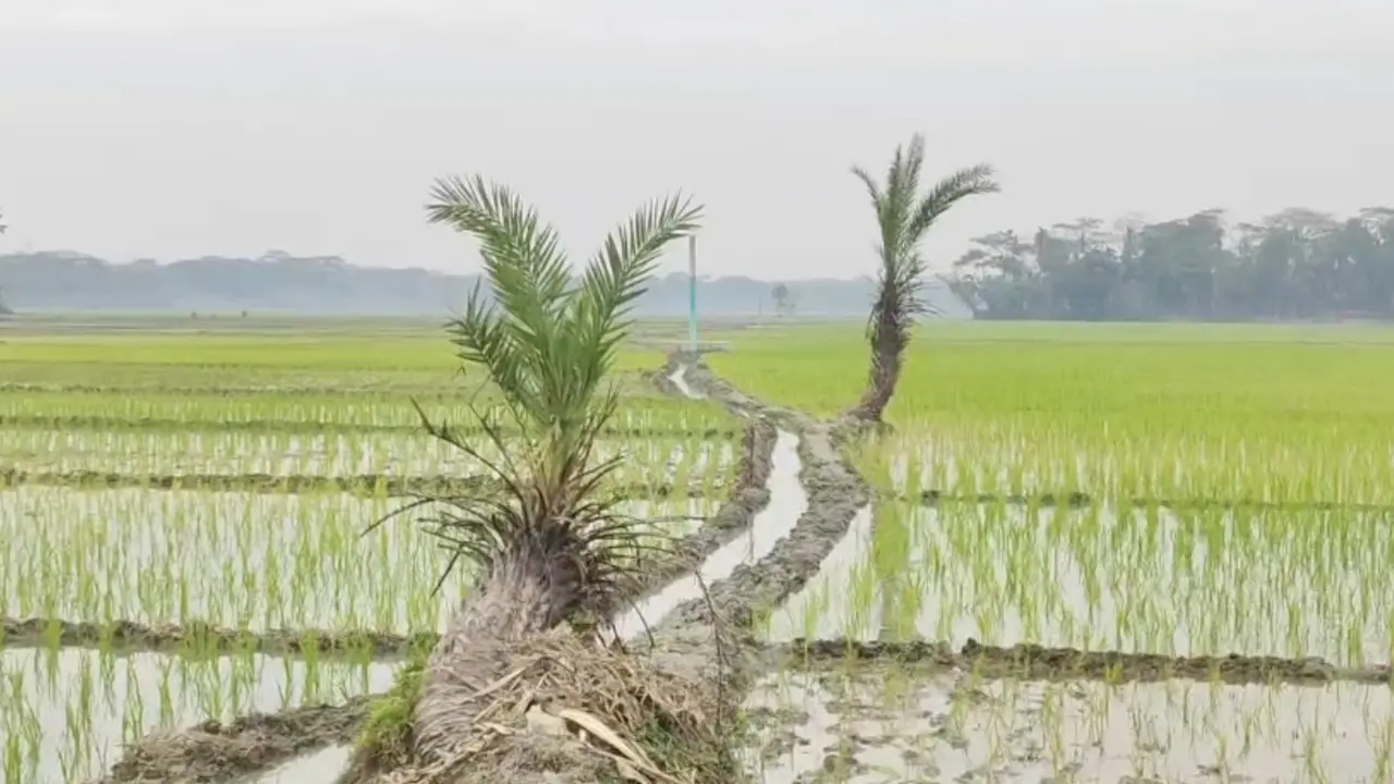 সেচ প্রকল্প দখল: পানির অভাবে ঝুঁকিতে ৫০ একর ইরি আবাদ