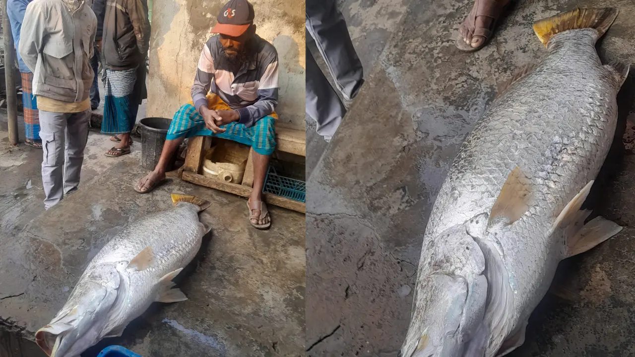 সাগরে ভেসে আসা সাড়ে ২২ কেজির কোরাল বিক্রি হলো ১৯ হাজারে
