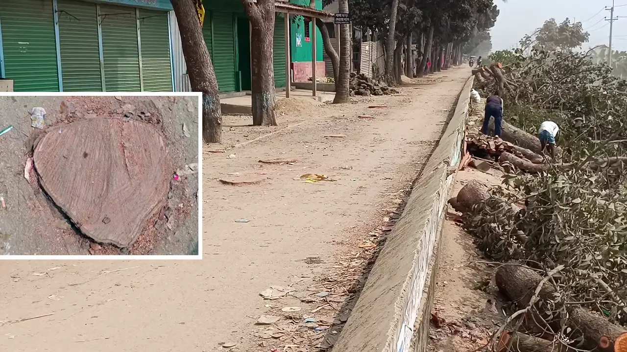 ‘ব্যক্তিগত সুবিধার্থে’ কেটে ফেলা হয়েছে বেড়িবাঁধের ২০ মেহগনি গাছ