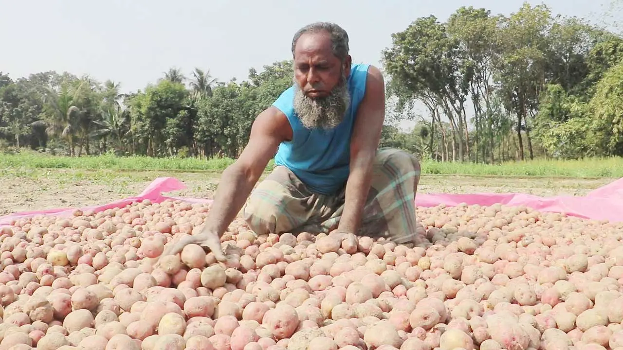 নওগাঁয় আলুর কেজি ৫ টাকা, অথচ কেজিতে উৎপাদন খরচ তিন গুণ